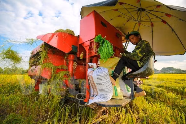 Empresas de Vietnam ganan licitación para vender arroz a Filipinas ảnh 1