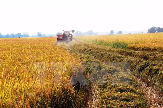 Hanoi reporta alto valor de producción agrícola ảnh 1