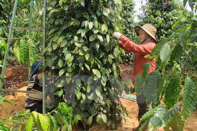 Altiplanicie Occidental de Vietnam busca alcanzar un desarrollo sostenible ảnh 1
