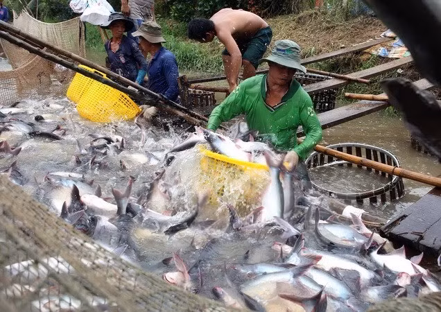 EE.UU. examinará envíos vietnamitas de pescado Tra a partir de agosto ảnh 1
