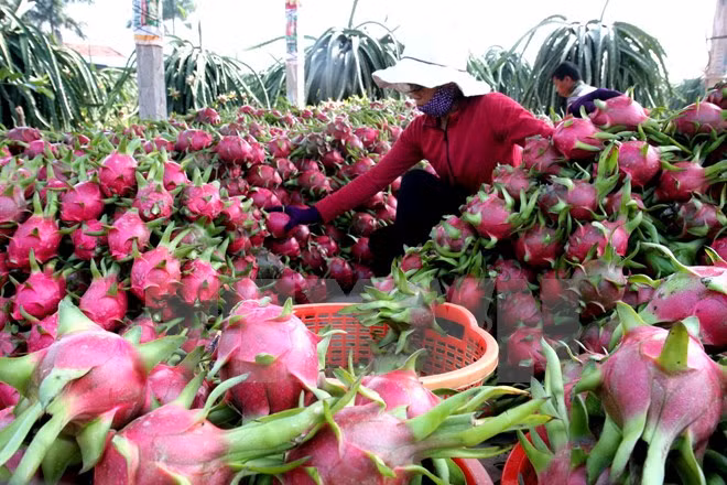 Australia considera importación de pitahaya de Vietnam ảnh 1 Australia considera importación de pitahaya de Vietnam ảnh 1