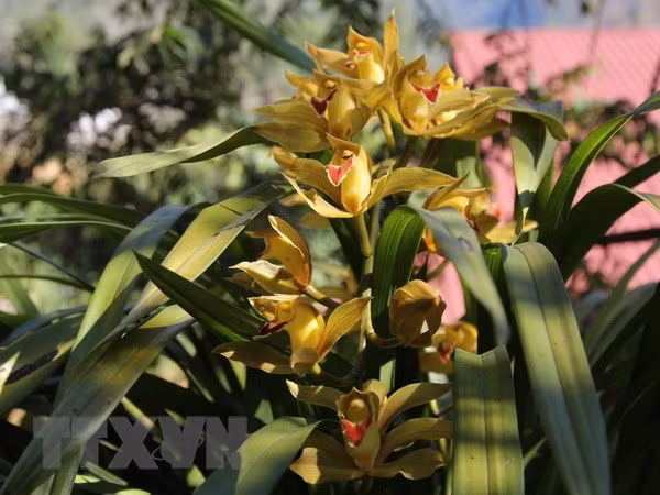 Provincia vietnamita exportó 34 millones de esquejes de flores en febrero ảnh 1