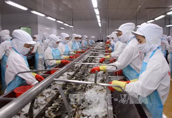 Enfrenta industria camaronera de Vietnam dificultades debido a impacto de COVID-19 ảnh 1