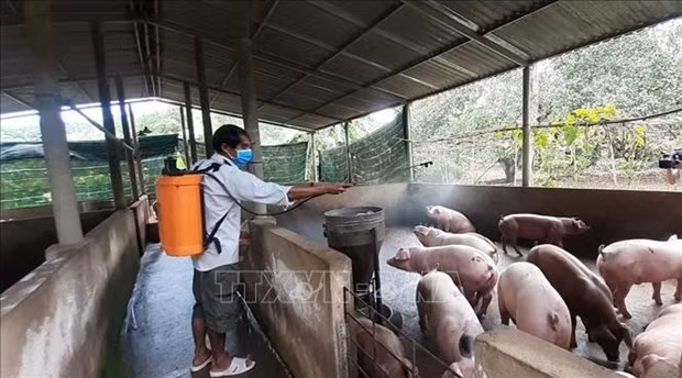 IFC ayuda a Vietnam en prevención contra peste porcina africana ảnh 1
