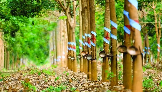 Promueven Vietnam y Laos cooperación en desarrollo agrícola y forestal ảnh 1
