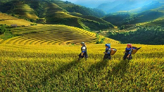 Provincia vietnamita concentra recursos para desarrollo de zonas montañosas y pobladas por minorías étnicas ảnh 1 Provincia vietnamita concentra recursos para desarrollo de zonas montañosas y pobladas por minorías étnicas ảnh 1
