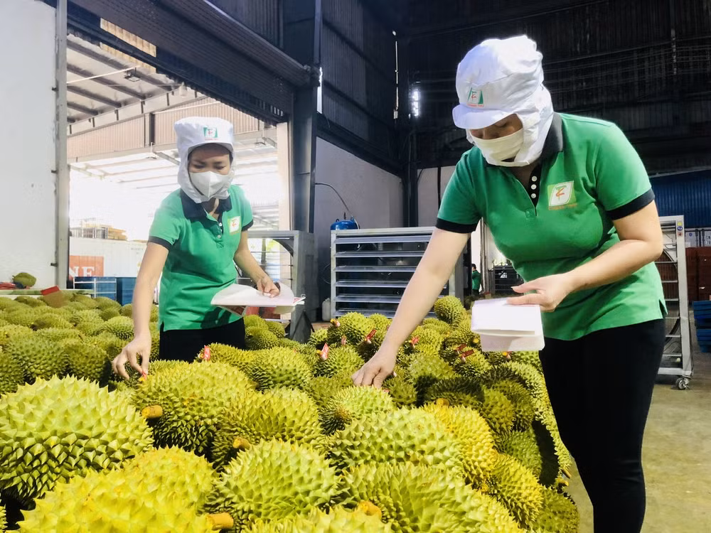 Expectativas de exportaciones de frutas y verduras vietnamitas en 2024 ảnh 2