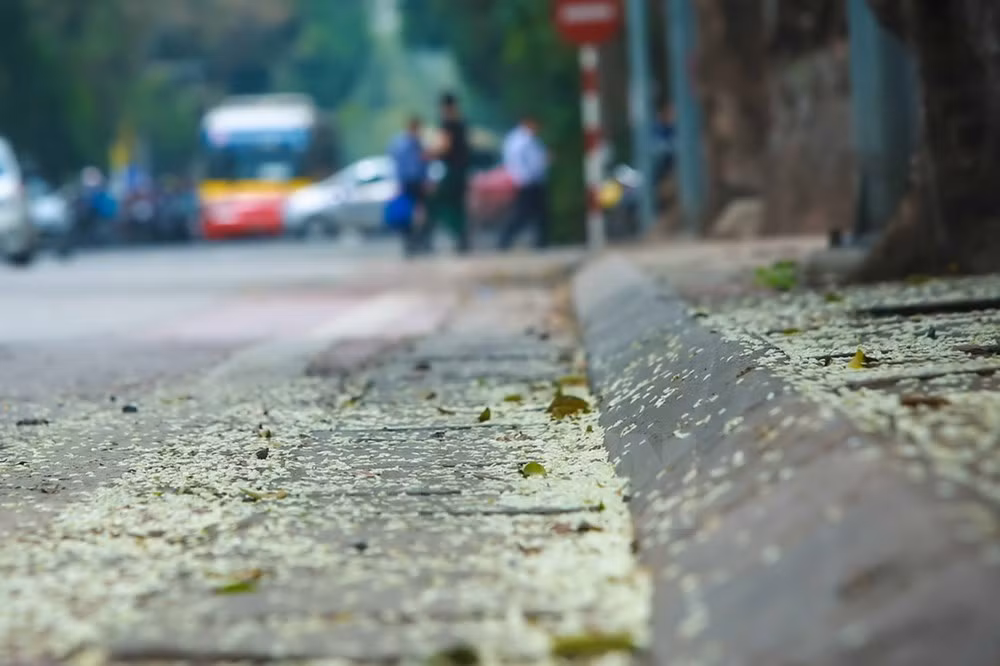 Flores de Sua blanquean el cielo de Hanoi ảnh 3