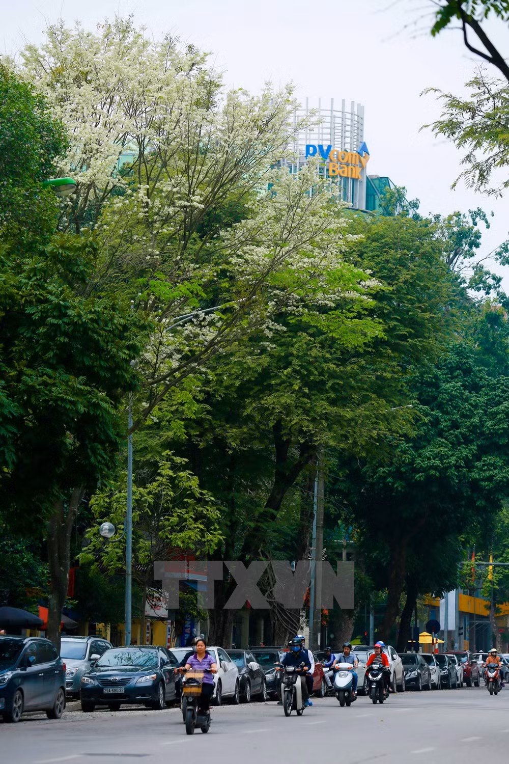 Flores de Sua blanquean el cielo de Hanoi ảnh 2