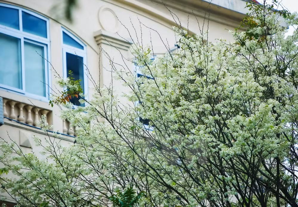 Flores de Sua blanquean el cielo de Hanoi ảnh 4