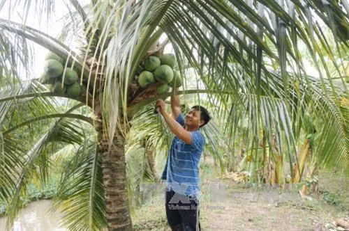 Promoverán productos de coco de Vietnam mediante festival en provincia de Ben Tre ảnh 1
