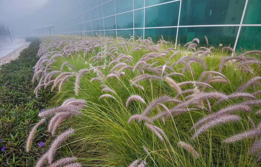 Tailandia reanuda proyecto de biocombustibles ảnh 1