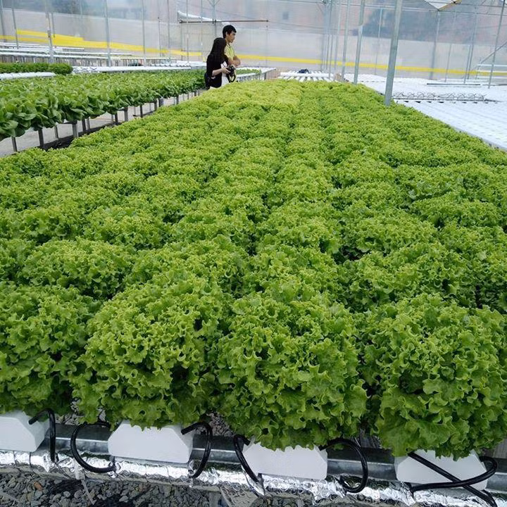 Desarrollan en Vietnam cultivo de vegetales en zonas urbanas ảnh 1