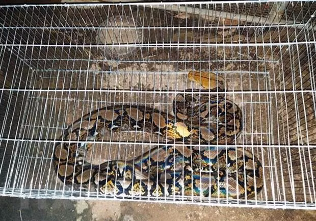 Rescatan en Vietnam serpiente pitón reticulada, especie en peligro de extinción ảnh 1