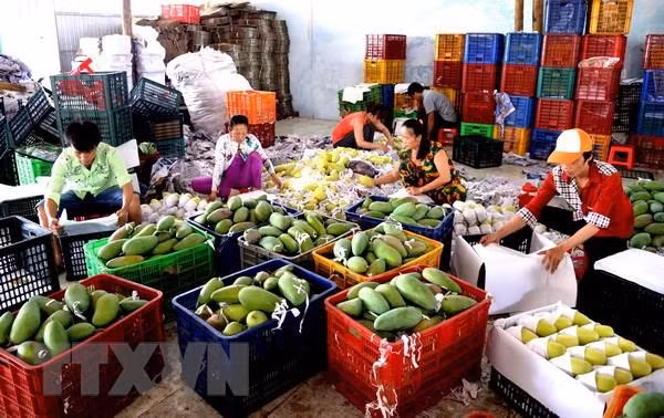 Cayen exportaciones de frutas y verduras de Vietnam a China ảnh 1