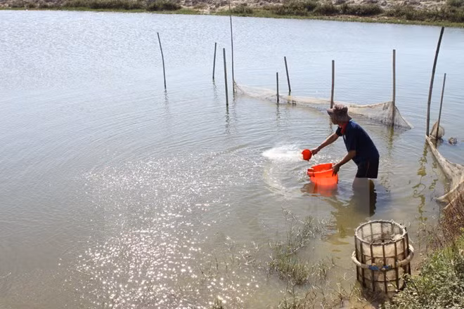  Kien Giang actúa por aumentar producción de camarón de cultivo ảnh 1