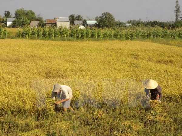 Lanza Vietnam nuevas variedades de arroz resistente a salinidad ảnh 1