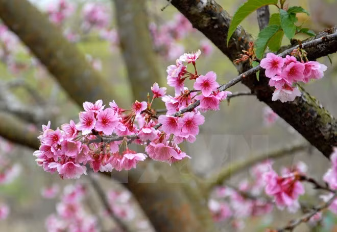 Florecerán cerezos japoneses en ciudad norvietnamita de Ha Long ảnh 1