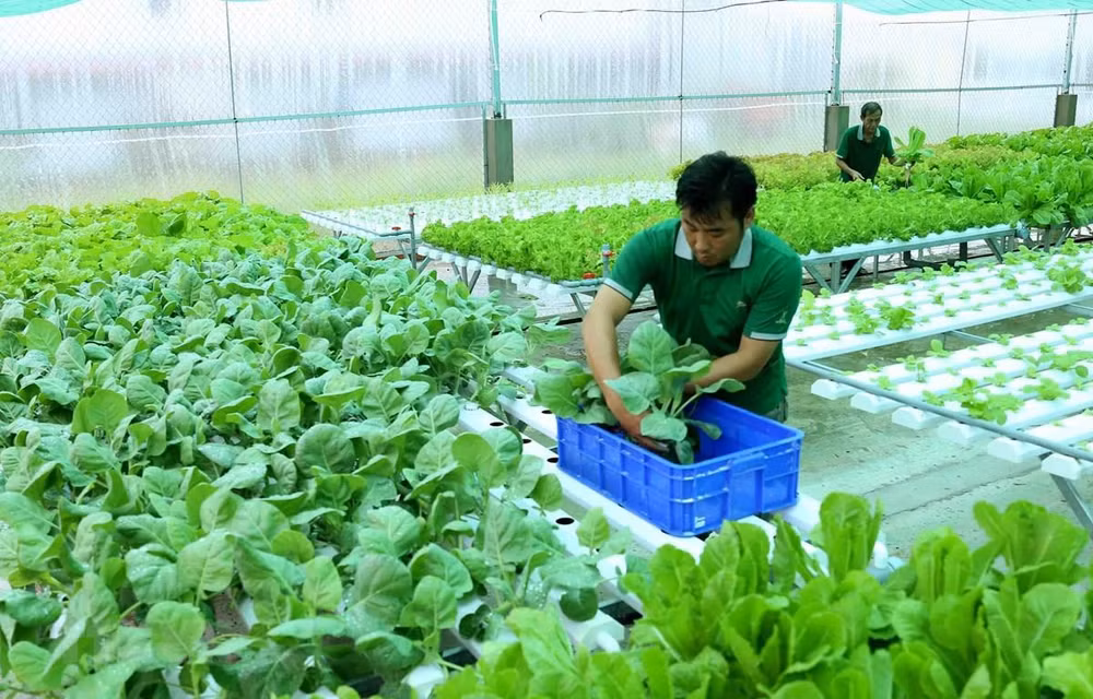 Invierte Vietnam más de 1,5 mil millones de dólares para desarrollar agricultura orgánica ảnh 1