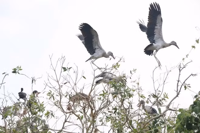 Intensifican en Vietnam protección de picotenazas asiáticos, ave en peligro de extinción ảnh 1