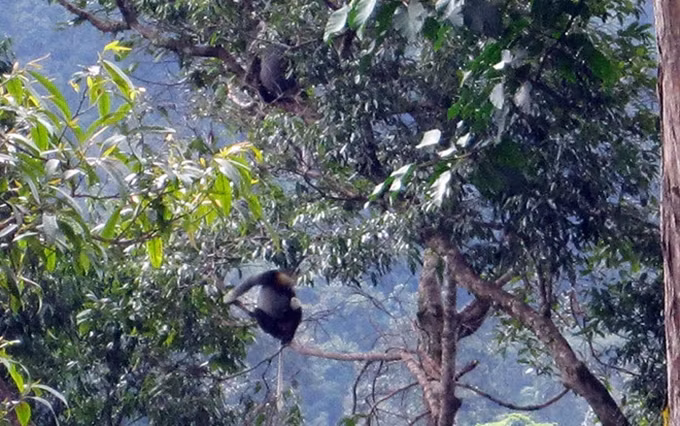 Liberan en Vietnam 88 animales salvajes en el Parque Nacional Chu Mom Ray ảnh 1