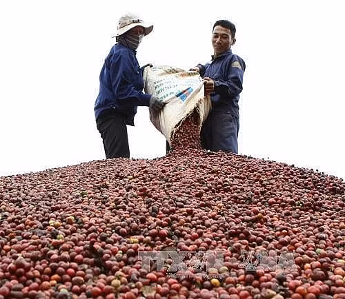 Impulsará Vietnam la producción de café especializado ảnh 1