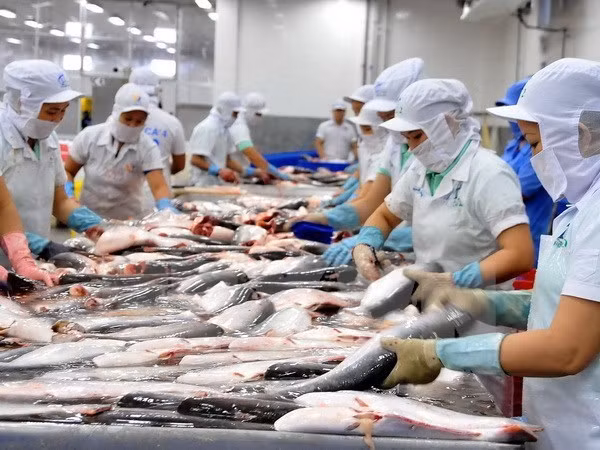 Espera Vietnam aumentar ingresos por exportación de pescado Tra en primer trimestre de 2019 ảnh 1