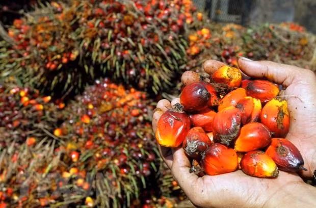 Amenaza Indonesia con boicotear mercancías de la Unión Europea ảnh 1