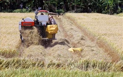 Impulsan en provincia vietnamita de Kien Giang proyectos en agricultura y desarrollo rural ảnh 1