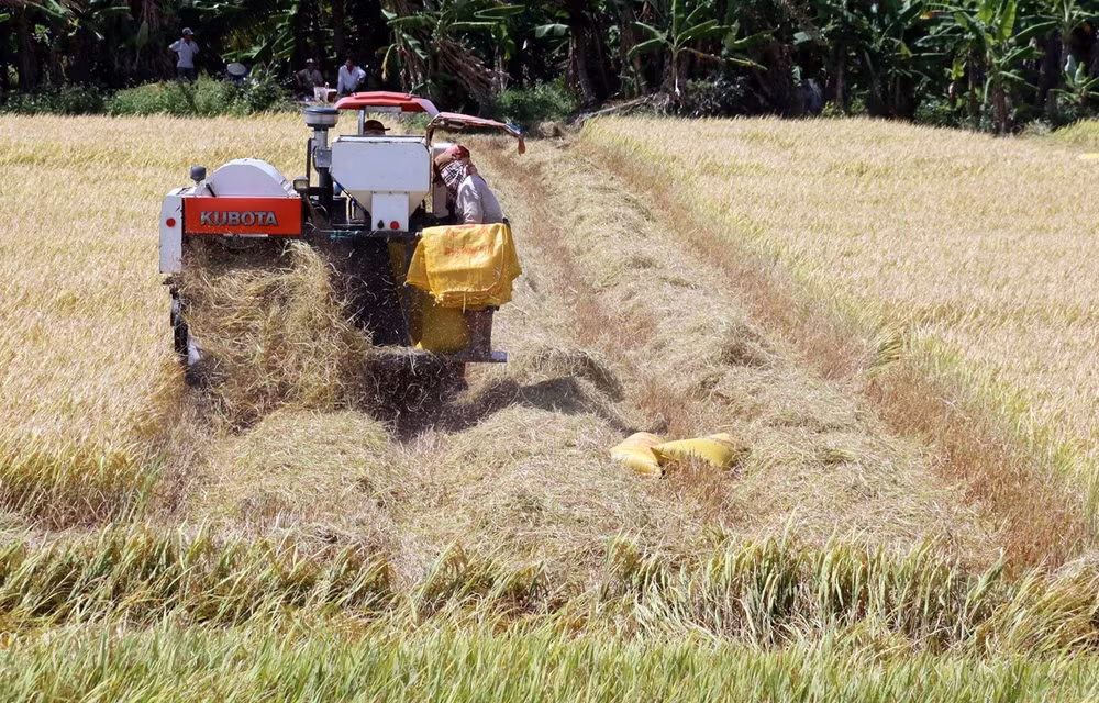 Registra sector agrícola de Vietnam superávit comercial en primeros dos meses del año ảnh 1