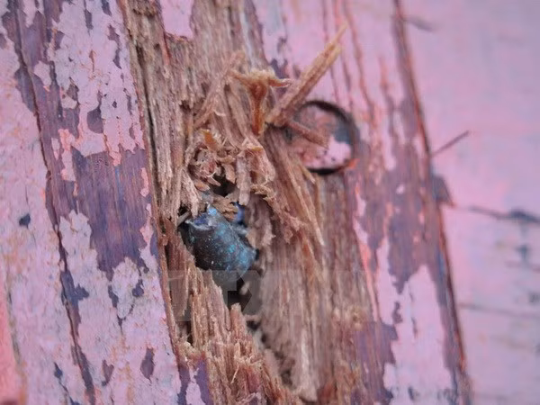 Vietnam condena actos inhumanos contra pescadores nacionales ảnh 1