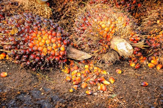 Las existencias de aceite de palma de Malasia alcanzan su nivel más bajo en seis meses ảnh 1