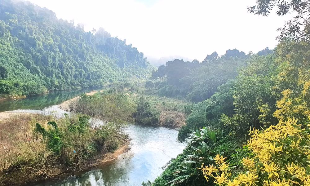 Quang Binh plantará 50 mil árboles autóctonos en reserva natural local ảnh 1