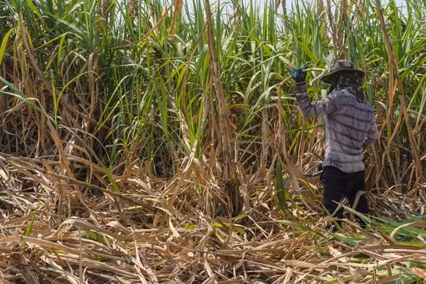 Exportaciones de azúcar de Tailandia a China aumentan gracias al ACFTA ảnh 1