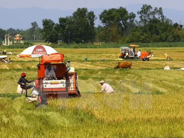 Vietnam se esfuerza por modernización rural y reestructuración agrícola ảnh 1