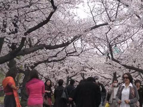 Introducen particularidades de cultura japonesa a público vietnamita ảnh 1