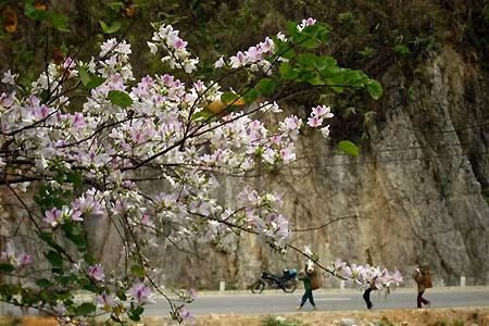 Fiesta de Flor de Bauhinia en Dien Bien promueve el turismo ảnh 1