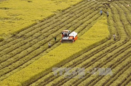 Provincia vietnamita de Hau Giang coopera con Corea del Sur para promover agricultura de alta tecnología ảnh 1