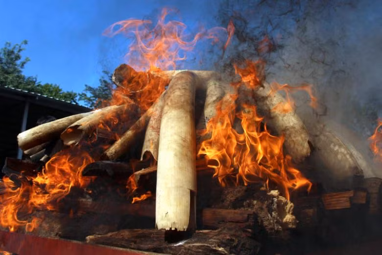 Myanmar destruye una tonelada de productos de animales salvajes de contrabando ảnh 1
