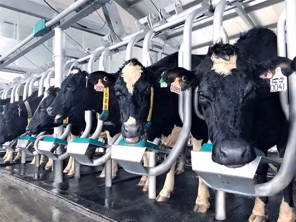 Grupo vietnamita importa cerca de mil 800 vacas de alto rendimiento de Estados Unidos ảnh 1