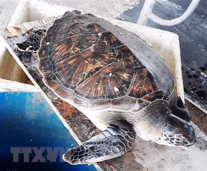 Rescatan golfina rara en provincia centrovietnamita de Quang Binh ảnh 1