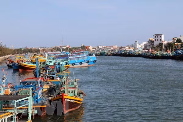 Ministro vietnamita pide reforzar medidas contra la pesca ilegal ảnh 1