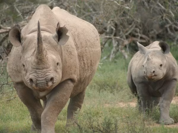 Aduana vietnamita incauta cuernos de rinoceronte procedentes de Sudáfrica ảnh 1