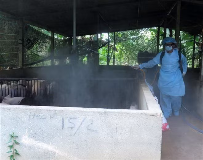 Debaten en Hanoi medidas preventivas contra la peste porcina africana ảnh 1