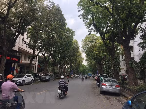 Hanoi plantará más de mil árboles para festejar el Tet ảnh 1