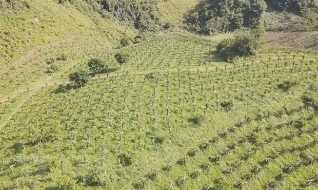 Vietnam trabaja por promover consumo de bienes agrícolas y lucha contra pesca ilegal ảnh 2