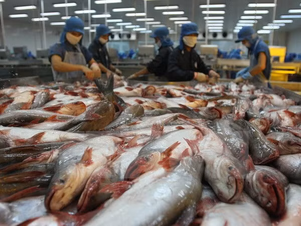  Premier exhorta a resolver dificultades de ventas de pescado Tra a EE.UU. ảnh 1
