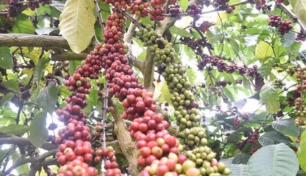 Vietnam por replantar 107 mil hectáreas de café ảnh 1