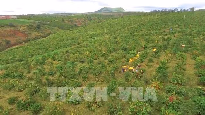 Vietnam por replantar 107 mil hectáreas de café ảnh 2