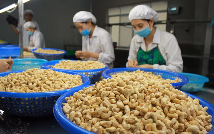 Industria de anacardo de Vietnam espera bonanza en 2022 ảnh 1 Industria de anacardo de Vietnam espera bonanza en 2022 ảnh 1